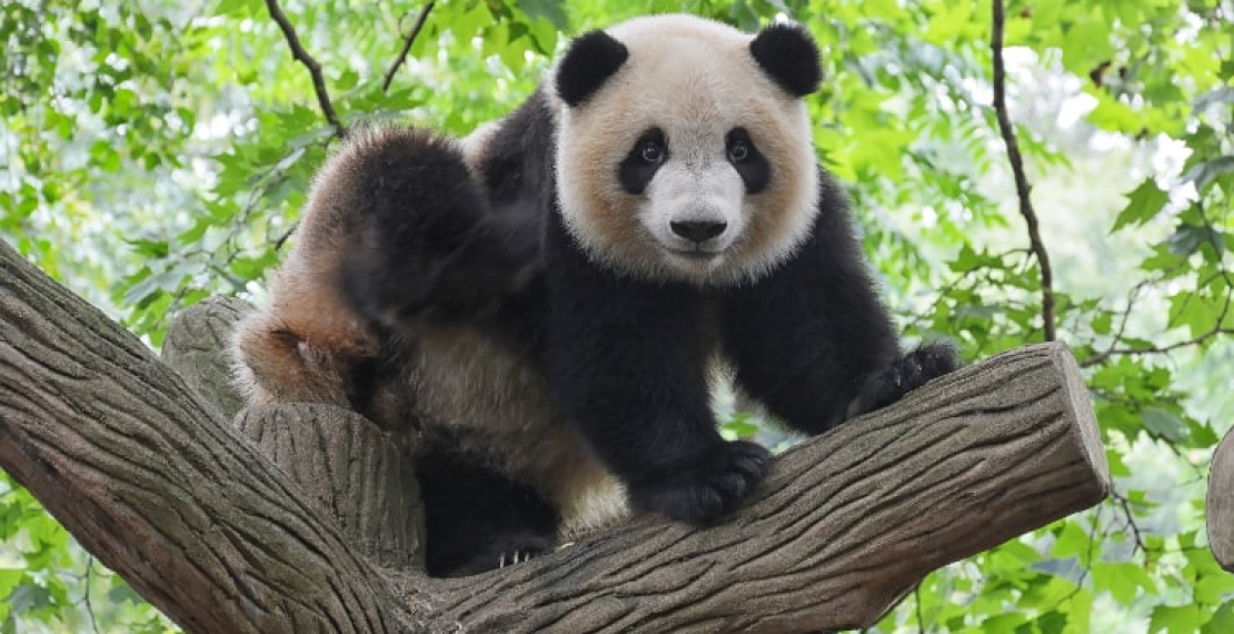 Panda wielka - informacje i ciekawostki